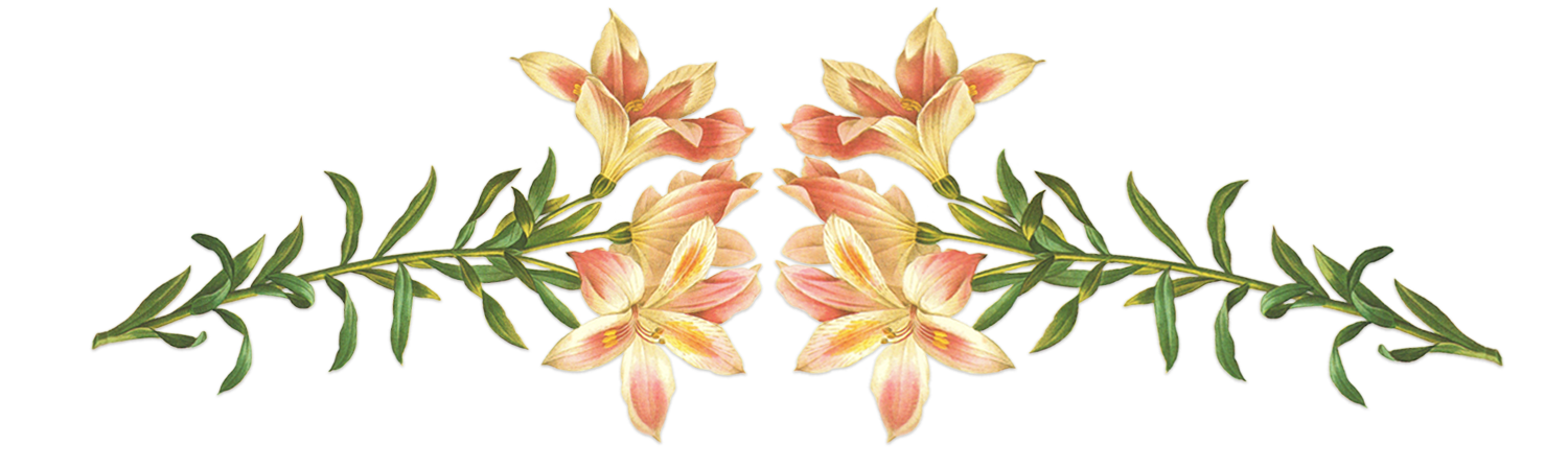Pink Flowers Illustration